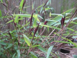 Flowering Bamboo